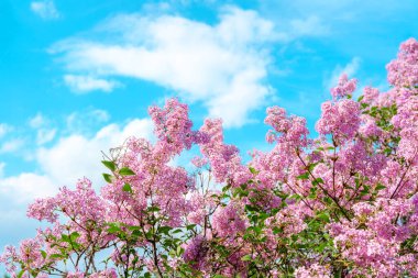 Leylak çiçekleri, güneşli bir gökyüzünün altında canlı renklerini sergileyerek sahneyi doldurur..