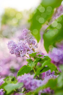 Mor leylak çiçekleri bahar aylarında canlı yeşil yapraklar arasında göz kamaştırıcı bir görüntü oluşturur..