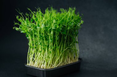 Bezelye siyah plastik tepside koyu arkaplanda filizlenir