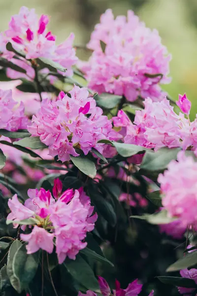 Pembe rhododendron çiçekleri canlı renkler sergiliyor..