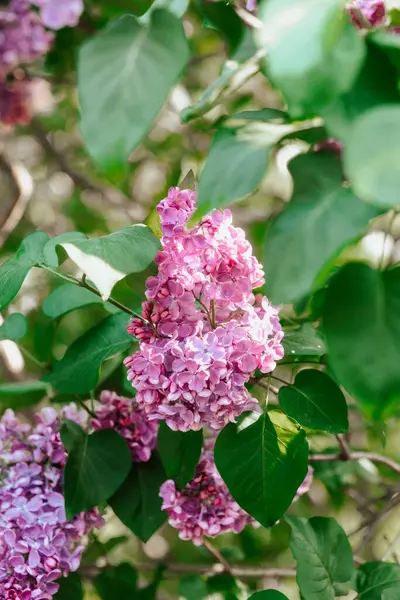 Güneşli bir bahar gününde yemyeşil yaprakların arasında leylak çiçekleri açar..