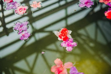 Yüzen Azalea Çiçeklerinin Yakın Çekimi