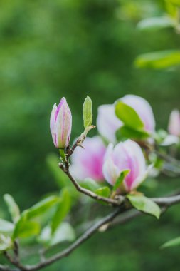 Yumuşak pembe manolya tomurcukları canlı yeşil bir bahçede çiçek açmaya hazırlanıyor..