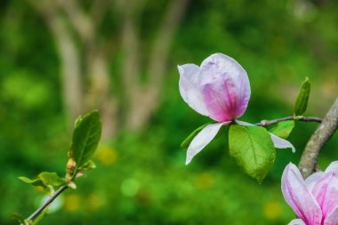Yeşil yapraklarla çevrili canlı pembe bir manolya çiçeği açar..