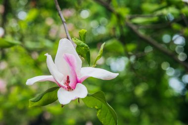 Bir manolya çiçeği canlı bir bahçede yeşil yaprakların arasında zarifçe açar..
