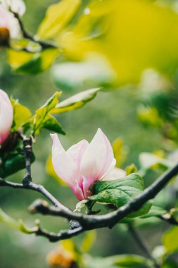 Manolya çiçekleri ilkbaharda yemyeşil yaprakların arasında zarifçe açar..