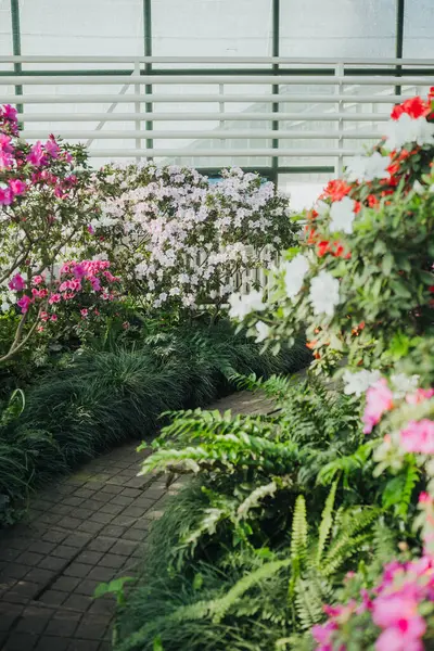  Canlı Azalea Çiçekleri Bir Serada