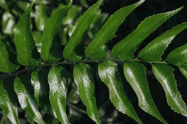 Yeşil eğreltiotu çıkışına yakın çekim