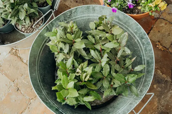 Canlı bir bahçe ortamında metal kaplara yerleştirilmiş yeşil bitkiler..