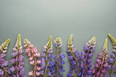 Yeşil arkaplandaki Lupine çiçekleri ve bir kopya alanı