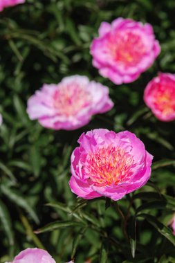 Parlak pembe şakayıklar canlı renklerini güzel korunmuş bir bahçede sergilerler..