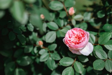 Yeşil yemyeşil yaprakların arasında açan pembe bir gülün yakın çekimi..