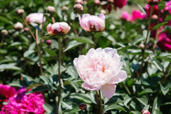 Güneşin altında renkli çiçeklerle dolu bir bahçede güzel şakayıklar serpilir..