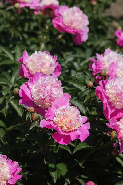 Renkli şakayıklar parlak pembe taçyapraklar sergiliyor canlı bir bahçe alanını dolduruyor.