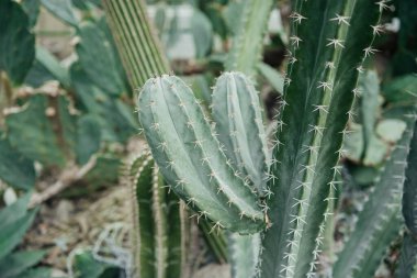 Dikenli yeşil kaktüsler güneş ışığının altında canlı bir çöl bahçesinde büyür..