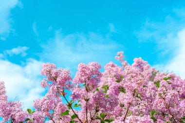 Canlı leylak çiçekleri baharda açık mavi gökyüzünün altında bahçeyi doldurur..