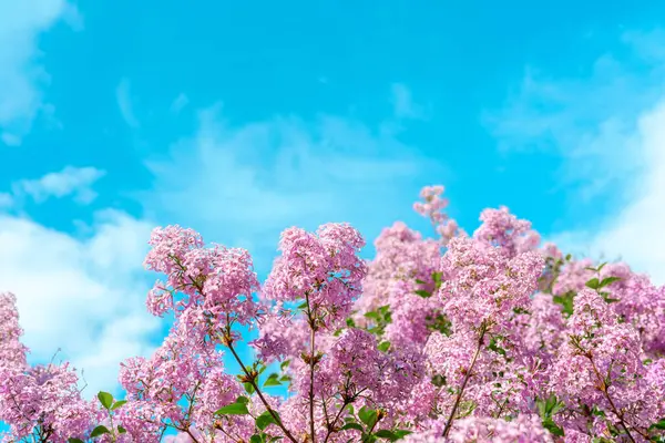 Canlı leylak çiçekleri baharda açık mavi gökyüzünün altında bahçeyi doldurur..