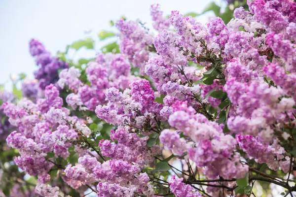 Bahar bahçesinde canlı canlı açan mor renkli leylak kümeleri..