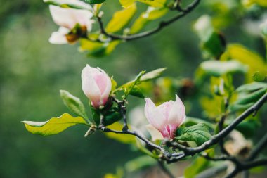 Güzel manolya çiçekleri bahar mevsiminde dallarda açılır..