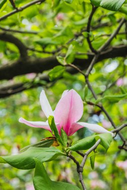 Pembe bir manolya çiçeği güneşli bir günde canlı yeşil yaprakların arasında açar..