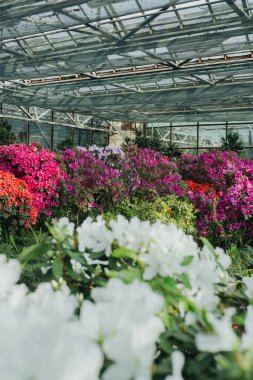 Seradaki canlı Azalea Çiçekleri