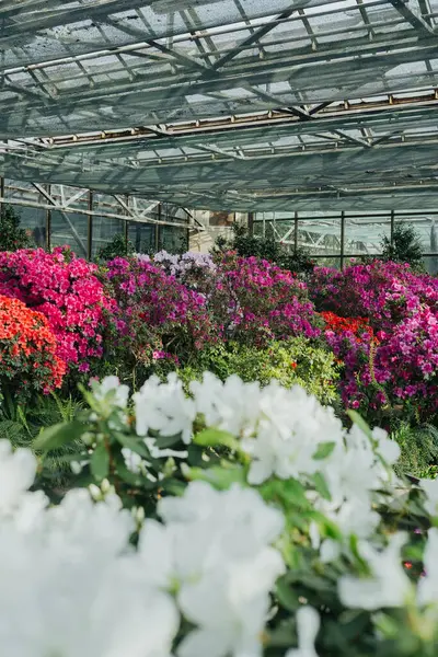 Seradaki canlı Azalea Çiçekleri