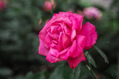 Canlı pembe bir gül baharda bir bahçede yeşilliklerin arasında duruyor..