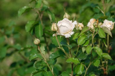 Canlı bir bahar bahçesinde yeşil yapraklar arasında beyaz güller filizlenir..
