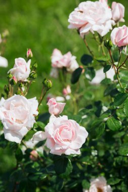 Pembe güller yemyeşil yapraklar ve canlı renkler sergiliyor..