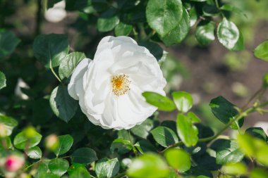 Çarpıcı beyaz bir gül çiçeği bahçedeki canlı yeşil yapraklarla çevrilidir..