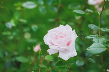 Parlak güneş ışığı altında yemyeşil yapraklar arasında büyüleyici pembe bir gül gelişir..