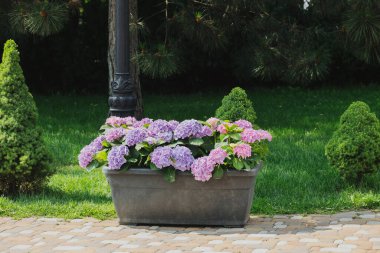 Canlı mor ve pembe ortanca çiçekleri yemyeşil bir bahçe alanı süsler..