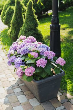 Renkli ortancalar yeşil bir bahçe alanını parlaklaştırıyor..