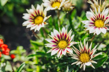 Çarpıcı desenleri olan renkli Gazania çiçekleri güneşli bir bahçede serpilir..