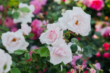 Narin pembe ve beyaz güller bahçedeki yemyeşil yaprakların arasında yeşerir..