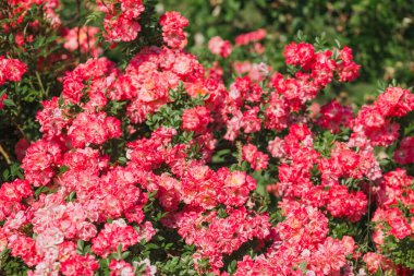 Baharın güzelliğini gözler önüne seren pembe çiçek kümeleriyle dolu bir bahçe..