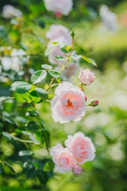 Zarif pembe güller güneşli bir bahçe ortamında güzelliklerini sergilerler..