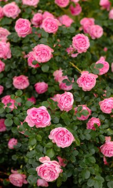 Göz kamaştırıcı pembe güller bahçeyi dolduruyor, yemyeşil ve canlı renkler sergiliyor..