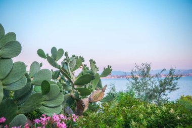 Armut dikenli kaktüs, deniz kenarında çiçekler ve şehir manzaralı, Yunanca.