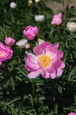 Canlı pembe şakayıklar güneşli bir bahçede güzelliklerini sergilerler..