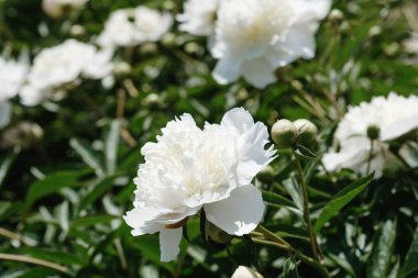 Beyaz şakayıklar canlı bir bahçede bol bol çiçek açıyor..
