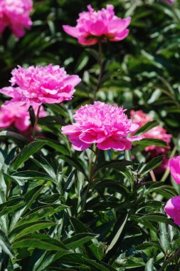 Canlı pembe şakayıklar çiçek açan bir bahçede yeşil yaprakların arasında gelişir..