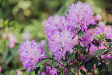 Bahar mevsiminde yemyeşil bir bahçede açan mor rhododendronlar.