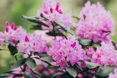 Parlak pembe çiçek kümesi yemyeşil bir bahçede serpilmiş güzelliği ve hayatı gözler önüne seriyor..