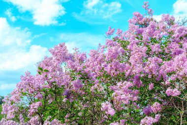Canlı leylak çiçekleri baharda berrak mavi bir gökyüzünün arka planında çiçek açar..