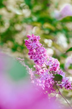 Canlı leylak çiçekleri parlak bahar güneşinin altında yemyeşil bir bahçede serpilir..