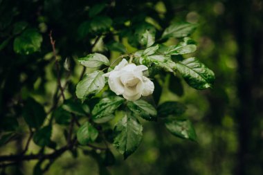 Beyaz bir gül, bahar aylarında canlı yeşil yapraklara karşı duruyor..