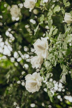 Delicate white roses are surrounded by vibrant green leaves on a rainy day.