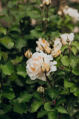 Güzel beyaz güller baharda canlı yeşil yapraklar arasında çiçek açıyor..