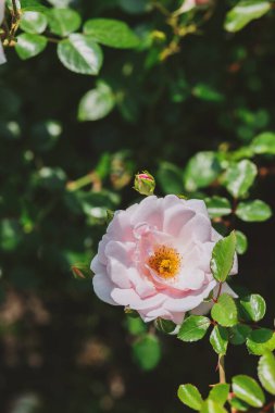 Canlı bir bahçede yemyeşil yaprakların arasında narin pembe bir gül açılır..